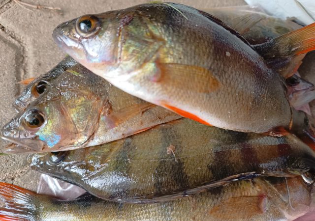 241013_raubfischangeln_img03